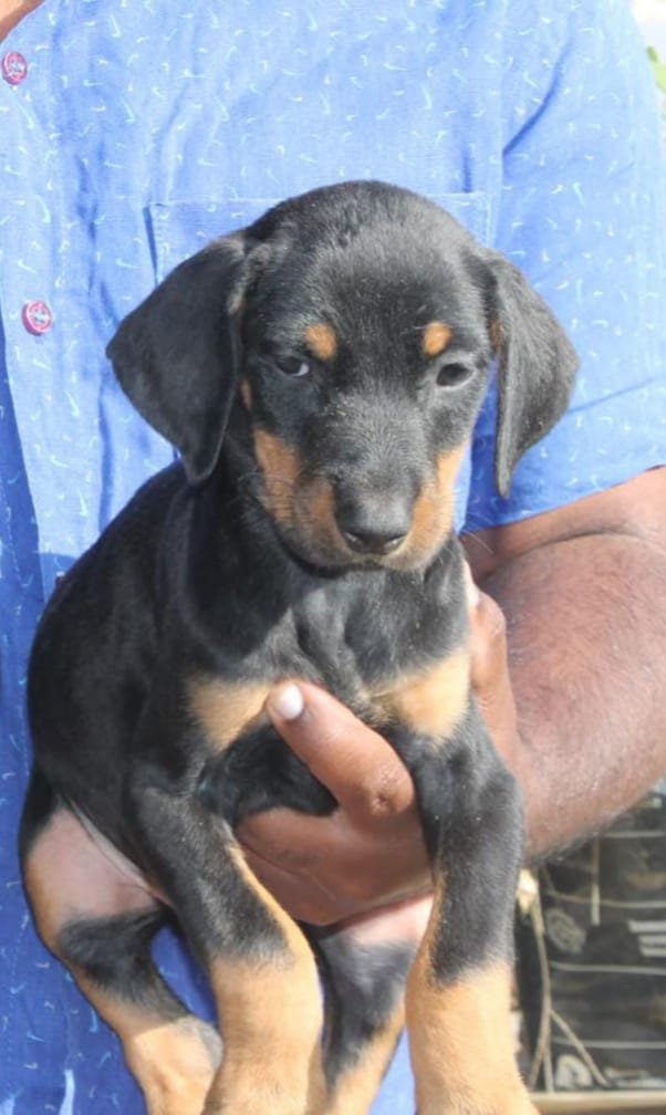 Buy Vaccinated  Doberman Puppy from Hyderabad